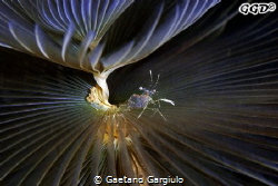 "A bugs' life" found this little shrimp walking across a ... by Gaetano Gargiulo 